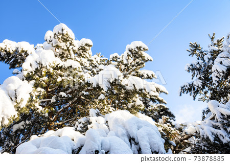 snowbound branches of spruce tree and blue sky snowbound branches of spruce tree and blue sky 73878885