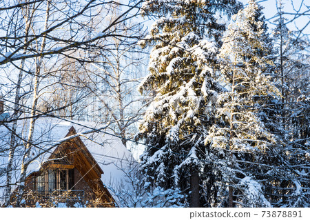 snow-covered spruce tree and wooden cottage snow-covered spruce tree and wooden cottage 73878891