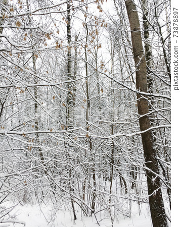 matted tree branches covered with snow in forest 73878897