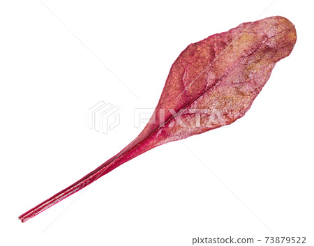 single fresh leaf of red Chard isolated 73879522