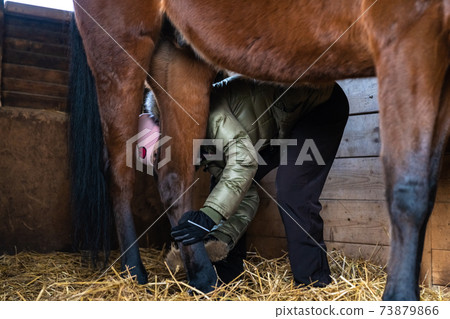 cleaning the hooves of a riding horse cleaning the hooves of a riding horse 73879866