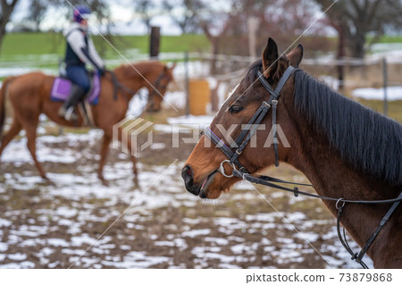 horseback riding at the farmyard in the village horseback riding at the farmyard in the village 73879868