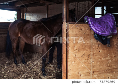 riding horse in the barn on the farm riding horse in the barn on the farm 73879869