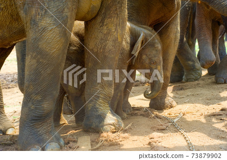 Pinnawala Elephants Orphanage baby elephant Pinnawala Elephants Orphanage baby elephant 73879902