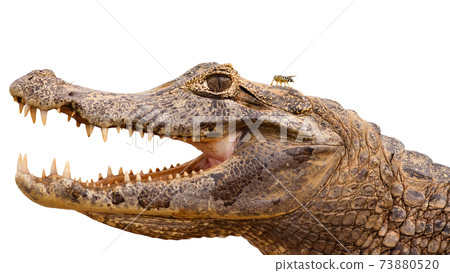 Head of yacare caiman with open mouth and visible teeth isolated on white 73880520
