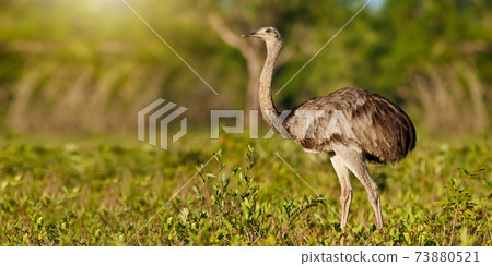 Greater rhea standing in summer nature illuminated by evening sun Greater rhea standing in summer nature illuminated by evening sun 73880521