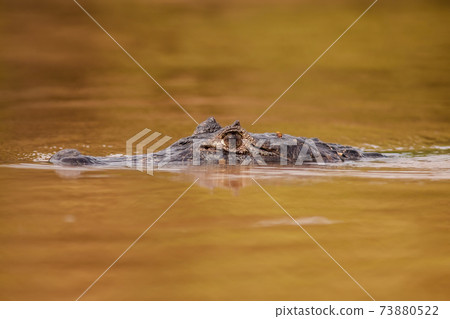 Yacare caiman swimming in river and breaching water surface. 73880522