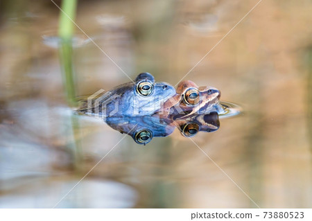 Moor frog couple mating inside water in springtime nature. 73880523