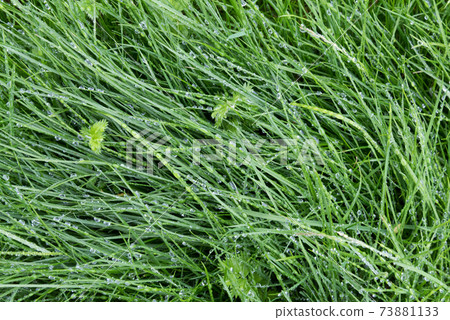 The view from the top, the background of bright juicy grass in drops of rain or dew. The concept of freshness and renewal. Texture. 73881133