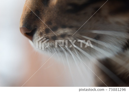 close-up of the cat's nose. The moustache is clearly visible. a predator scenting prey close-up of the cat's nose. The moustache is clearly visible. a predator scenting prey 73881296