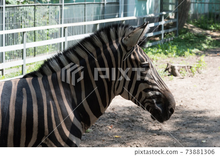 Portrait of a Zebra in the zoo. Close-up, Zebra head Portrait of a Zebra in the zoo. Close-up, Zebra head 73881306