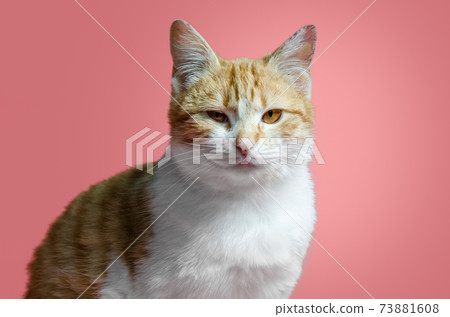 sarcastic red and white cat sitting on a pink background 73881608