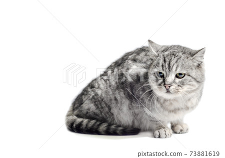 mongrel tabby cat sits on a white background mongrel tabby cat sits on a white background 73881619