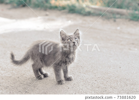 homeless fluffy gray kitten on the street 73881620
