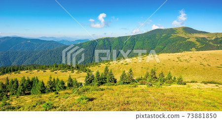 summer mountain landscape in the morning. fir trees on grassy meadows. distant hills beneath a blue sky with clouds. chornohora ridge wonderful travel destination of carpathians summer mountain landscape in the morning. fir trees on grassy meadows. distant hills beneath a blue sky with clouds. chornohora ridge wonderful travel destination of carpathians 73881850