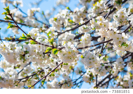 white apple blossom in morning sunlight. beautiful nature background in springtime. tender flowers on the branches in front of the blurry background of twigs and blue sky white apple blossom in morning sunlight. beautiful nature background in springtime. tender flowers on the branches in front of the blurry background of twigs and blue sky 73881851