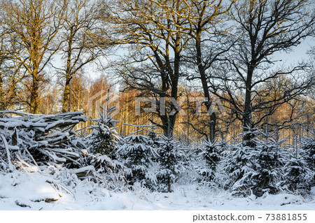 Trees covered in snow a crispy cold winter day in a forest. Picture from Eslov, Sweden Trees covered in snow a crispy cold winter day in a forest. Picture from Eslov, Sweden 73881855