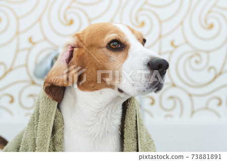 Beagle Dog Sitting in Bathtub Waiting to be Dried Beagle Dog Sitting in Bathtub Waiting to be Dried 73881891