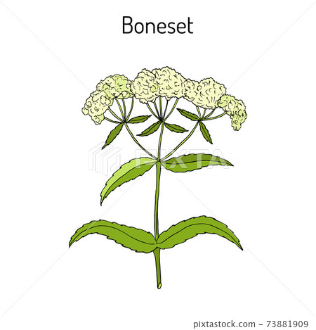 Boneset Eupatorium perfoliatum , or agueweed, feverwort, sweating-plant. 73881909