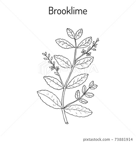 Brooklime Veronica beccabunga , European speedwell, medicinal plant Brooklime Veronica beccabunga , European speedwell, medicinal plant 73881914