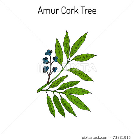 Amur cork tree phellodendron amurense , chinese medicinal plant 73881915