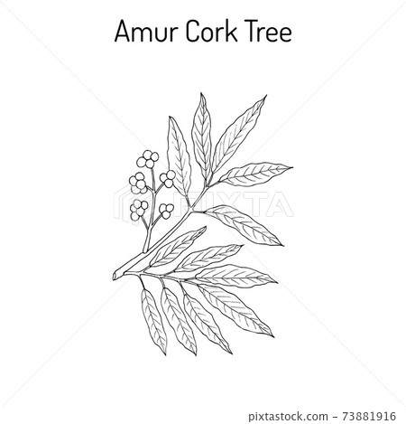 Amur cork tree phellodendron amurense , chinese medicinal plant 73881916