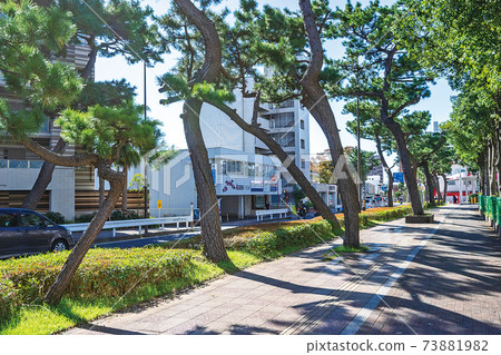 一排松樹在舊東海道 73881982