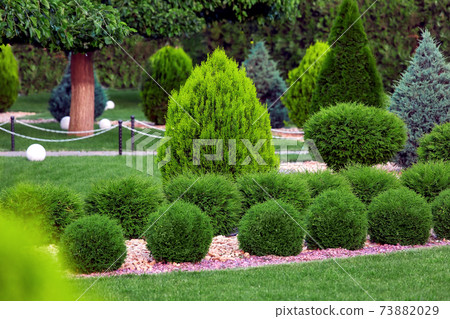 Landscape bed of garden with row growth arborvitae bushes by natural rock mulch way on a day spring yard details with green lawn and trees, nobody. 73882029