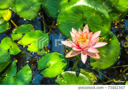 Pink lotus flower 73882307