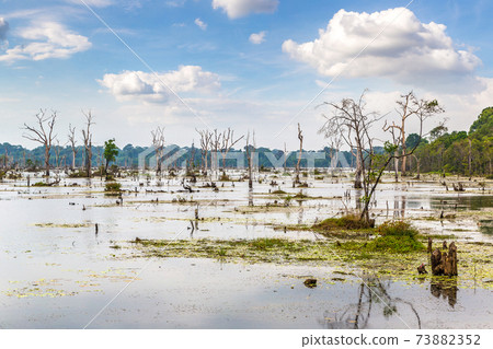 Swamp in Angkor Wat Swamp in Angkor Wat 73882352