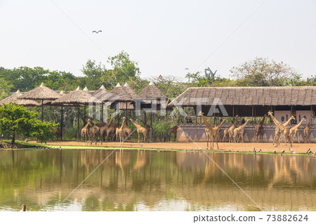 Giraffe in Zoo in Bangkok 73882624