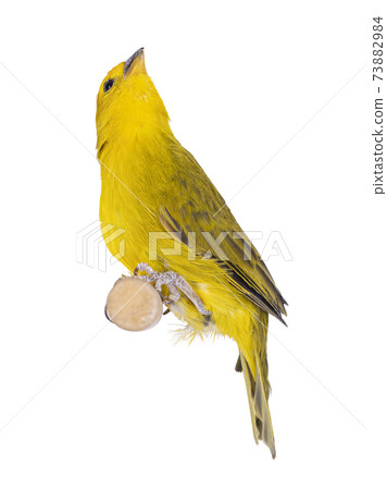Male Yellow fronted canary bird on white Male Yellow fronted canary bird on white 73882984