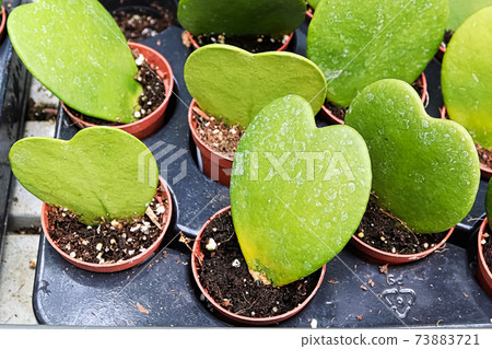 Closeup of a heart shaped leaf on a plant 73883721
