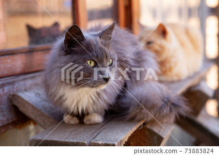 Smoky white-breasted kitty on wooden board bench 73883824