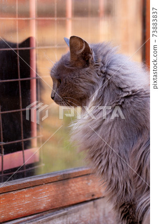 Cat in profile next to window and reflection Cat in profile next to window and reflection 73883837