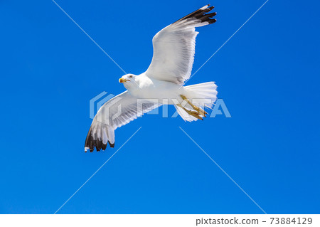 Big seagull in sky 73884129