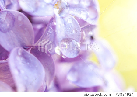 Beautiful smell violet purple lilac blossom flowers in spring time. Close up macro twigs of lilac with rain drops. Inspirational natural floral blooming garden or park. Ecology nature landscape. Beautiful smell violet purple lilac blossom flowers in spring time. Close up macro twigs of lilac with rain drops. Inspirational natural floral blooming garden or park. Ecology nature landscape. 73884924
