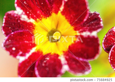 Beautiful wild Primrose Primula blossom flowers in spring time. Close up macro red flowers, selective focus, blurred bokeh background. Inspirational natural floral blooming summer garden or park. 73884925
