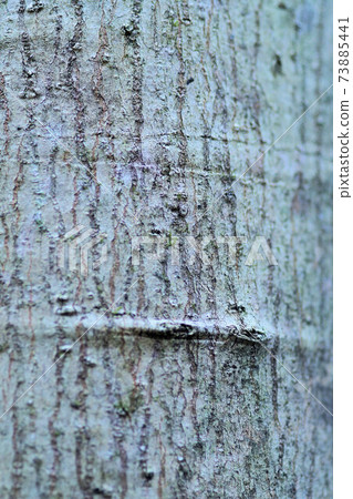 Anise magnolia bark trunk 73885441