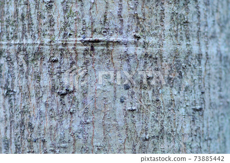 Anise magnolia bark trunk Anise magnolia bark trunk 73885442