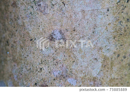 Camellia japonica bark trunk 73885889