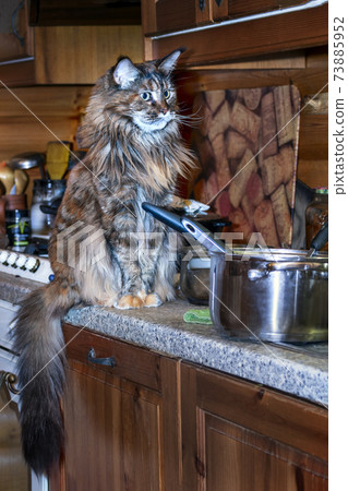 Maine coon cat sits near the kitchen sink 73885952