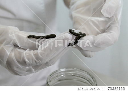 medical leech on the doctor's gloved hand. 73886133