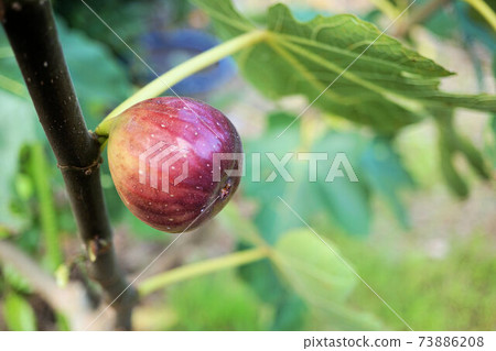 Fig Dauphin Fig Dauphin 73886208