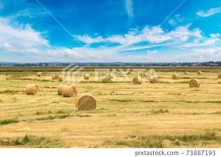 Hay bale field 73887193