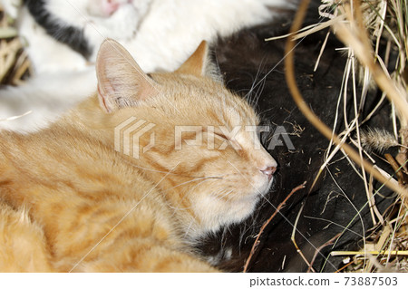 Cat's knee pillow Cat's knee pillow 73887503