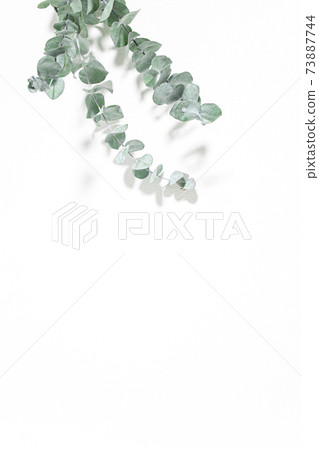 Eucalyptus fresh plant white background material 73887744