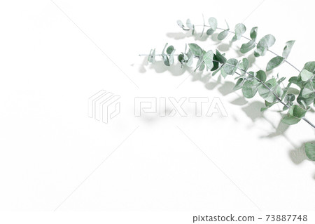 桉樹新鮮植物白色背景素材 73887748