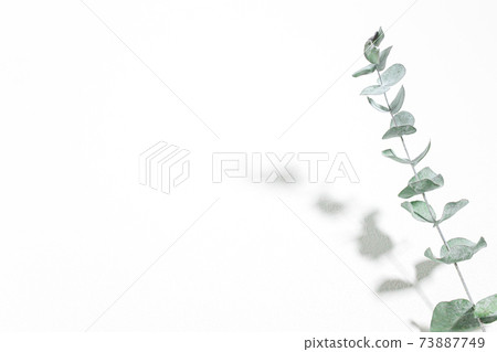 桉樹新鮮植物白色背景素材 73887749