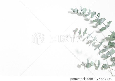 桉樹新鮮植物白色背景素材 73887750